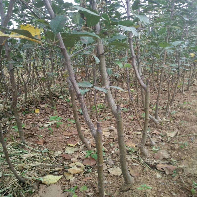 蜜脆蘋果樹苗基地價(jià)格、購(gòu)買蜜脆蘋果樹苗價(jià)格