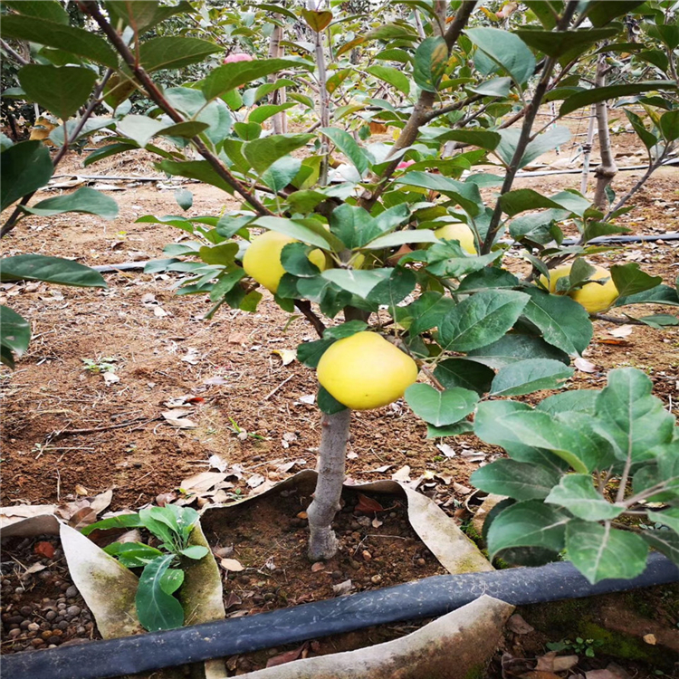 矮化嫁接苹果苗、矮化嫁接苹果苗价格