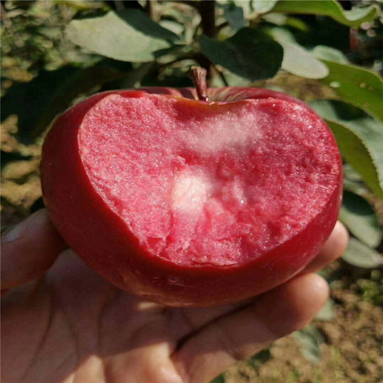 瑞香紅蘋果樹苗出售、瑞香紅蘋果樹苗價格及報價