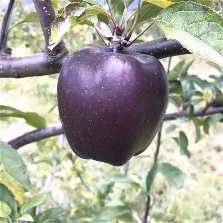 矮化青香蕉蘋(píng)果苗、矮化青香蕉蘋(píng)果苗價(jià)格