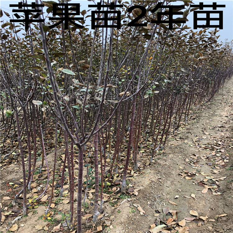 魔笛蘋果樹苗新品種、魔笛蘋果樹苗價(jià)格幾元