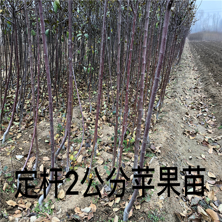 矮化喬納金蘋果苗購買價格、喬納金蘋果苗品種介紹