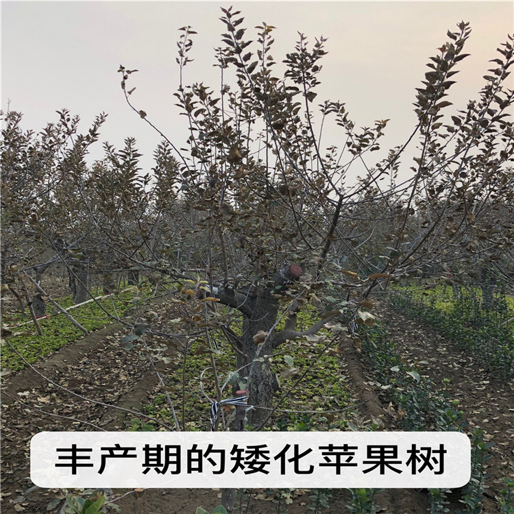 新品種日本富士蘋果苗、2020年日本富士蘋果苗價(jià)格一覽表