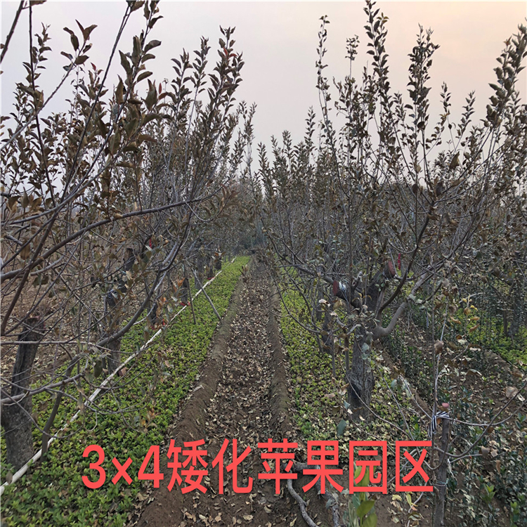 矮化紅玉蘋果苗、矮化紅玉蘋果苗價格