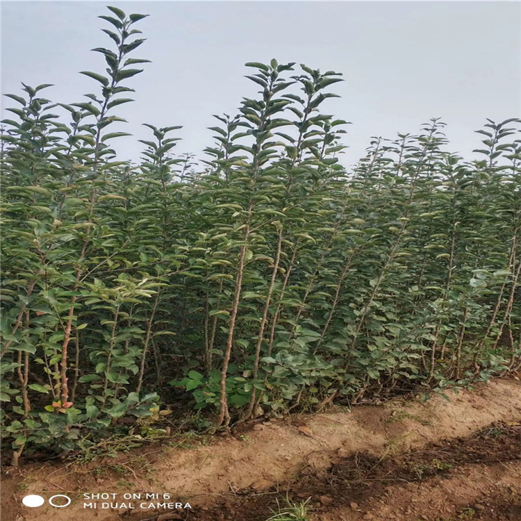 中间砧苹果苗上车价格、中间砧苹果苗包邮价格