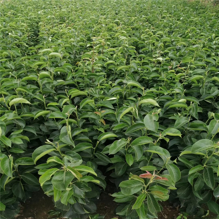 紅玫瑰蘋(píng)果苗批發(fā)、紅玫瑰蘋(píng)果苗種植基地