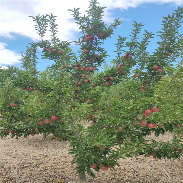 瑞香紅蘋果樹苗幾元一棵、購(gòu)買瑞香紅蘋果樹苗新品種