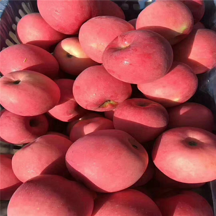 矮化瑞香紅蘋果苗、矮化瑞香紅蘋果苗價格
