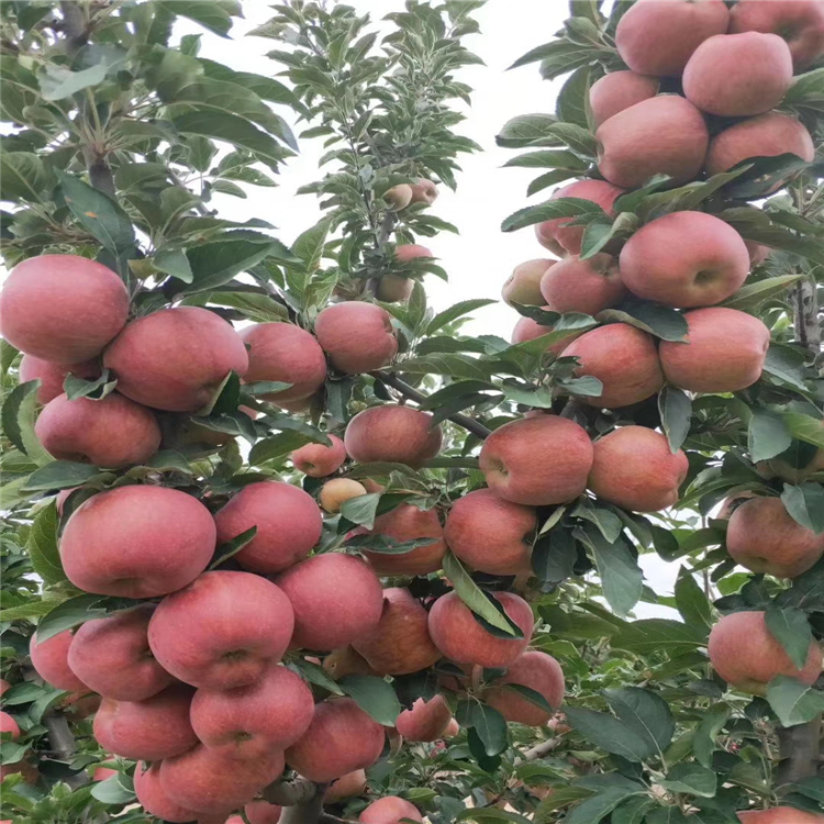 秦脆苹果苗批发、秦脆苹果苗种植基地