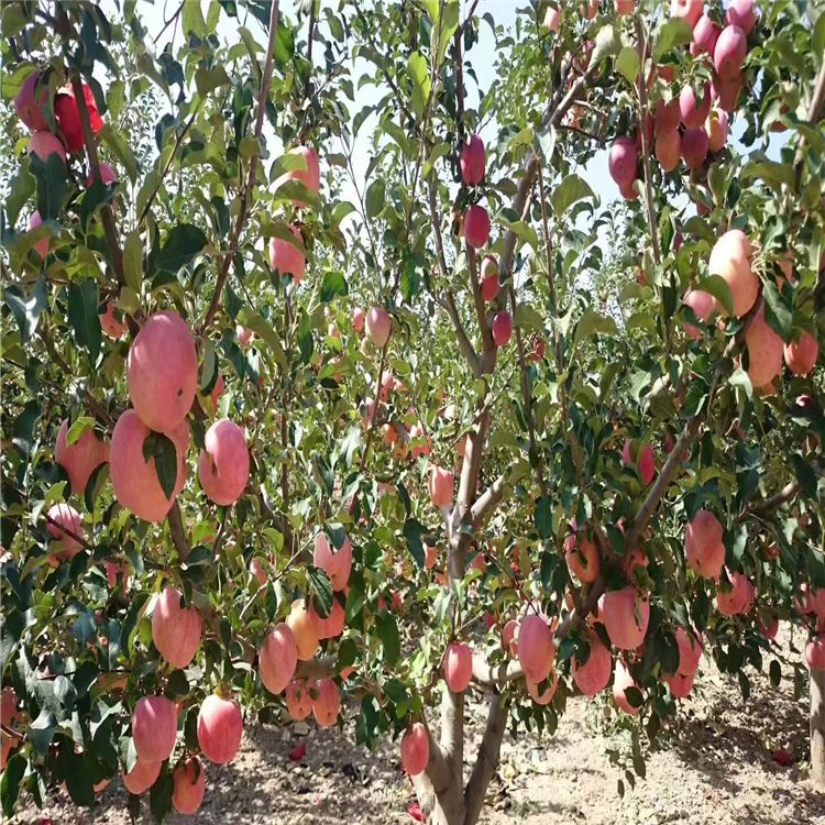 瑞香紅蘋(píng)果樹(shù)苗購(gòu)買(mǎi)價(jià)格、瑞香紅蘋(píng)果樹(shù)苗今年價(jià)格