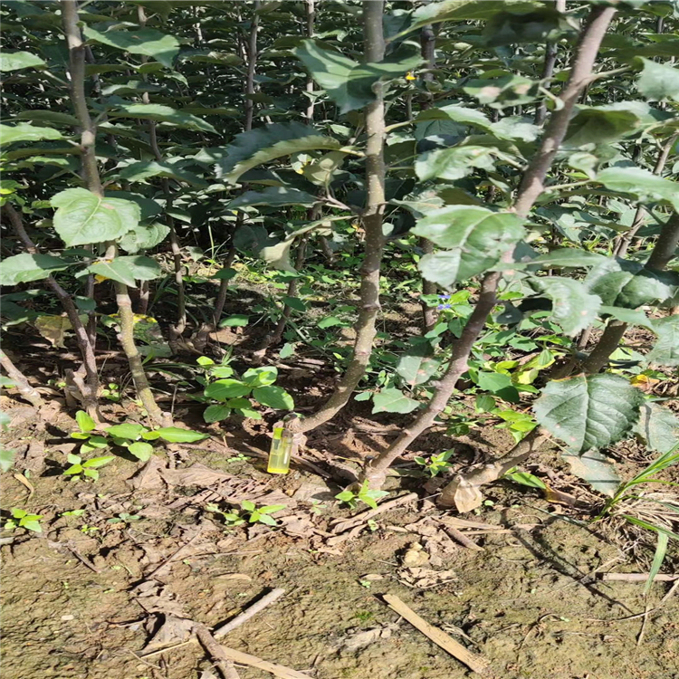 矮化紅富士蘋果苗、矮化紅富士蘋果苗價(jià)格