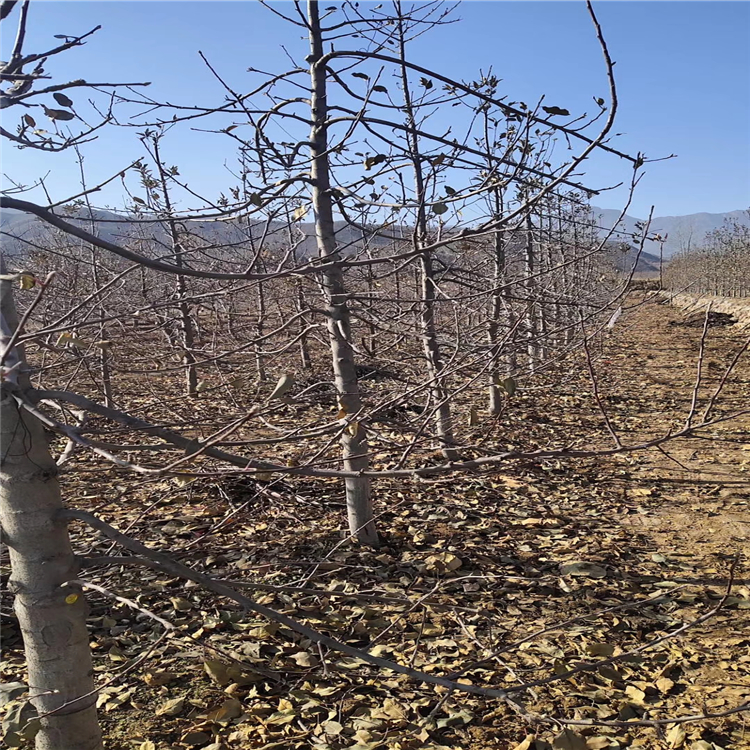 秦陽蘋果苗批發(fā)基地、秦陽蘋果苗供應(yīng)廠家