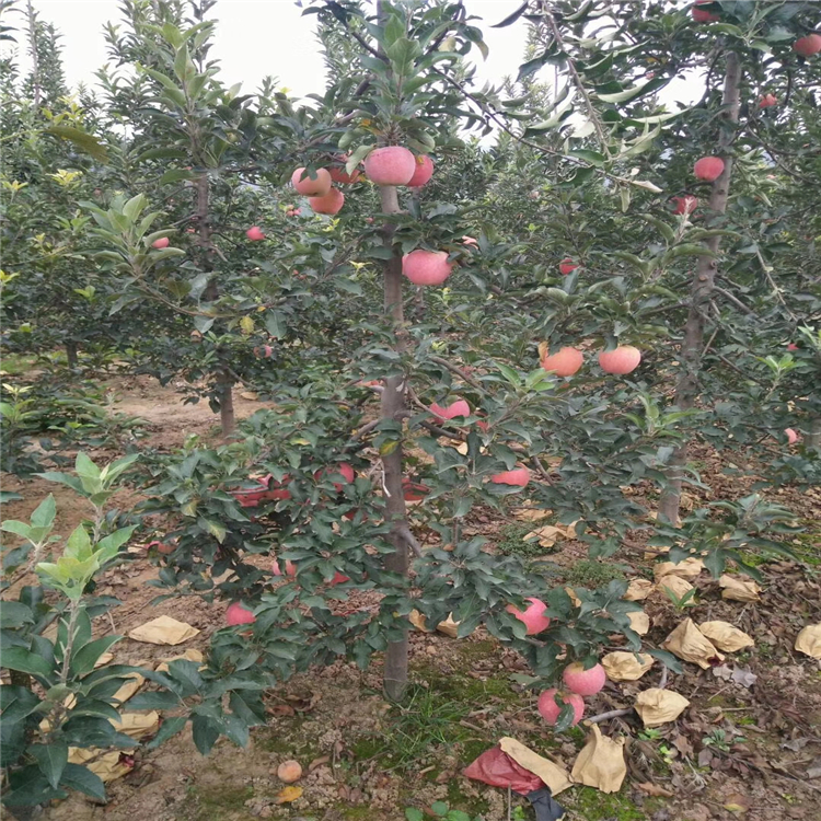 阿克蘇蘋果苗批發(fā)、阿克蘇蘋果苗種植基地