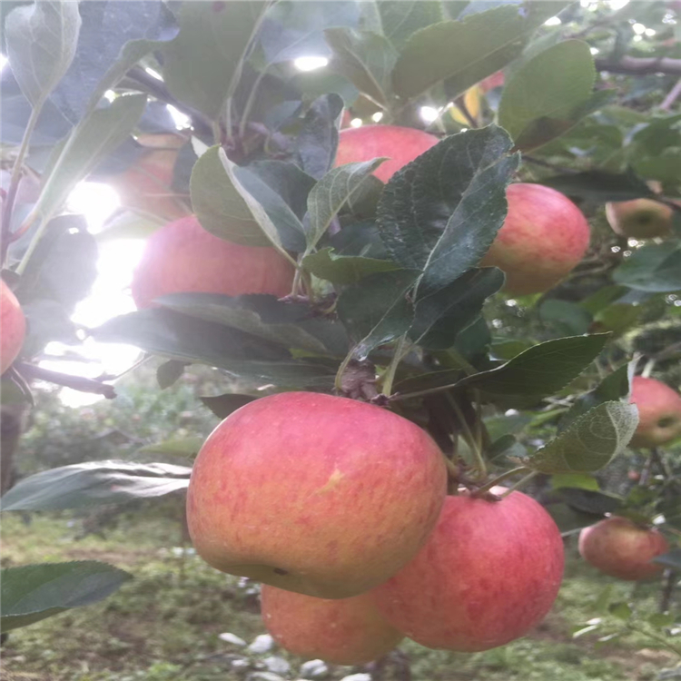 藤牧一号苹果苗批发、藤牧一号苹果苗种植基地