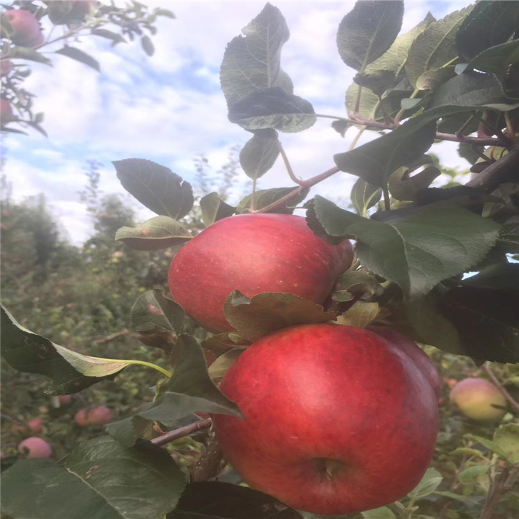 新品種瑞香紅蘋果苗、2020年瑞香紅蘋果苗價格一覽表