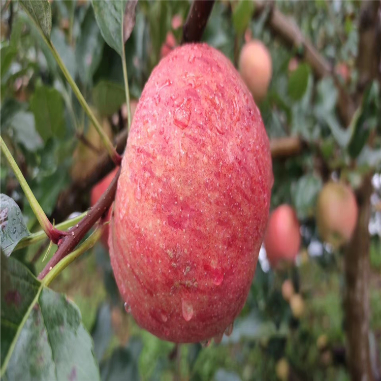 眾成一號(hào)蘋果苗批發(fā)、眾成一號(hào)蘋果苗種植基地