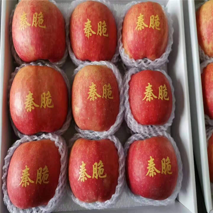 矮化紅玉蘋果苗、矮化紅玉蘋果苗價格