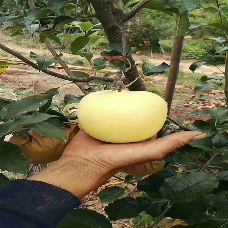 蜜脆蘋果樹苗基地價(jià)格、購(gòu)買蜜脆蘋果樹苗價(jià)格