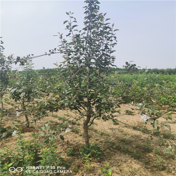 矮化瑞香紅蘋果苗購(gòu)買價(jià)格、瑞香紅蘋果苗品種介紹