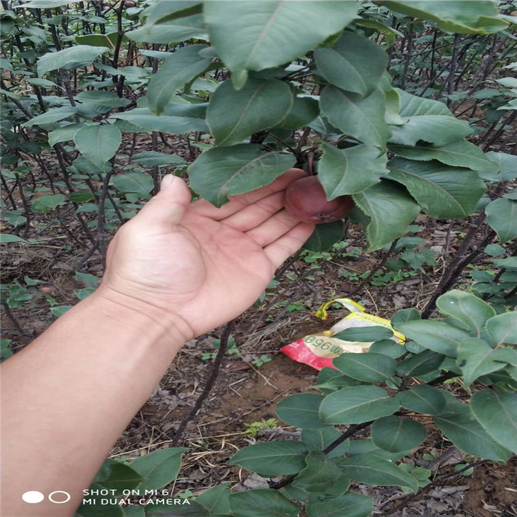 魔笛蘋果苗批發(fā)、魔笛蘋果苗種植基地
