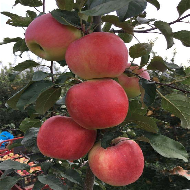 秦脆苹果苗批发、秦脆苹果苗种植基地