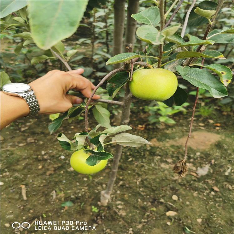 中间砧苹果苗上车价格、中间砧苹果苗包邮价格