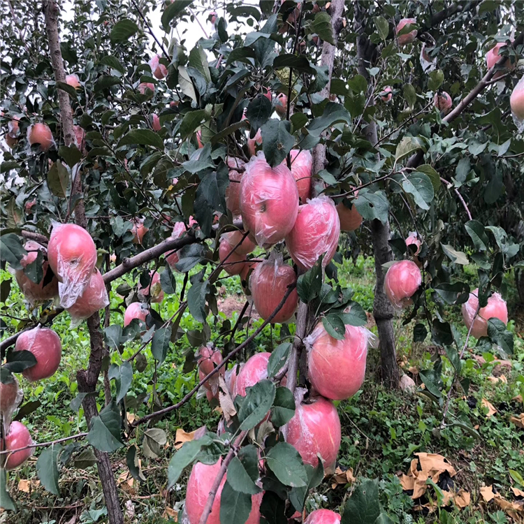 矮化蜜脆蘋果苗、矮化蜜脆蘋果苗價(jià)格