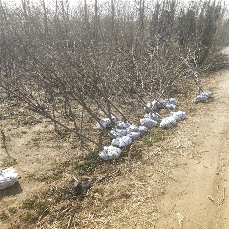 矮化响富苹果苗、矮化响富苹果苗价格