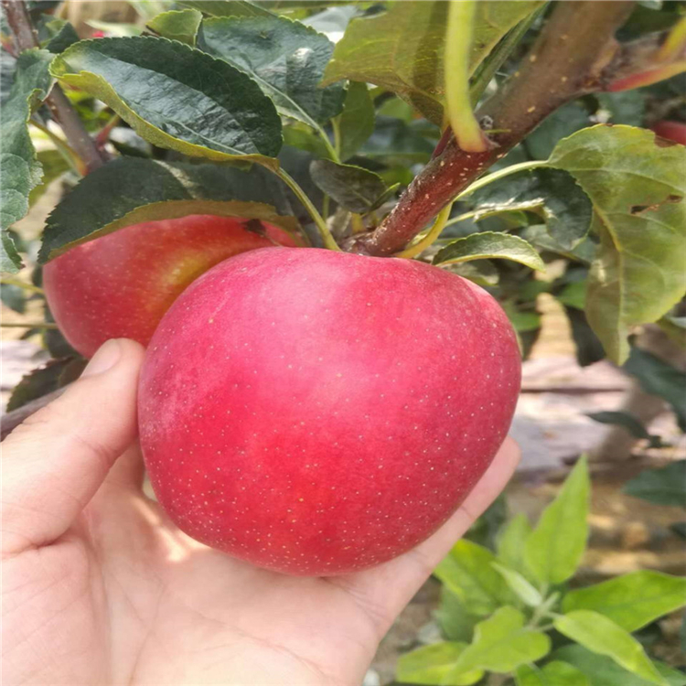 矮化瑞香紅蘋果苗購(gòu)買價(jià)格、瑞香紅蘋果苗品種介紹