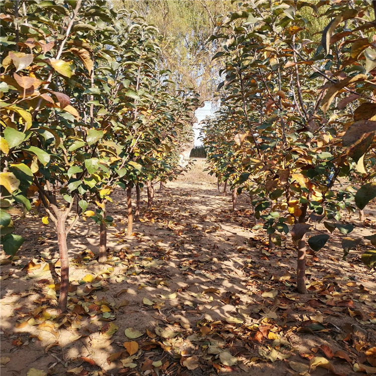 紅星蘋果苗批發(fā)、紅星蘋果苗種植基地