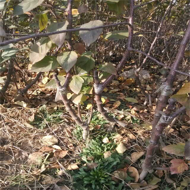 紅玉蘋果苗批發(fā)、紅玉蘋果苗種植基地