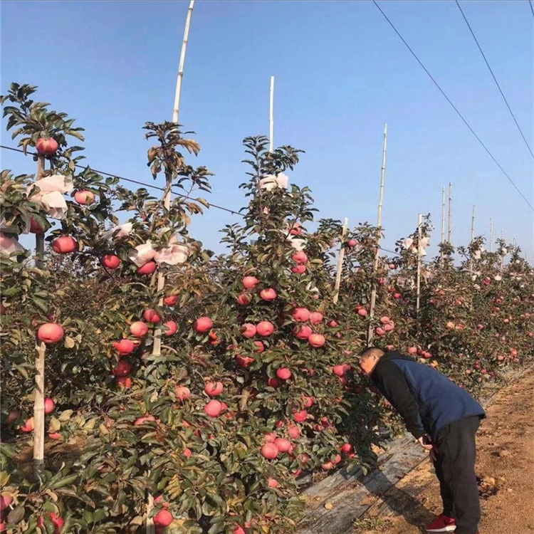 紅玫瑰蘋(píng)果苗批發(fā)、紅玫瑰蘋(píng)果苗種植基地