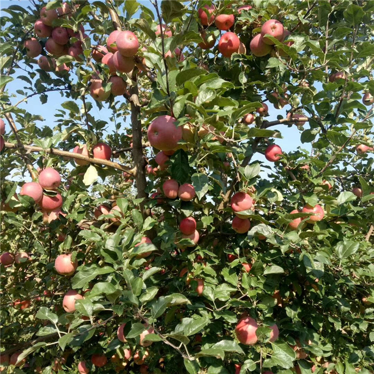 阿克蘇蘋果苗批發(fā)、阿克蘇蘋果苗種植基地