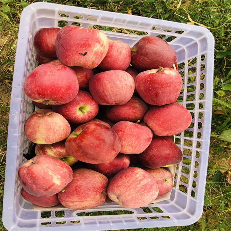 矮化紅玫瑰蘋果苗、矮化紅玫瑰蘋果苗生產(chǎn)基地