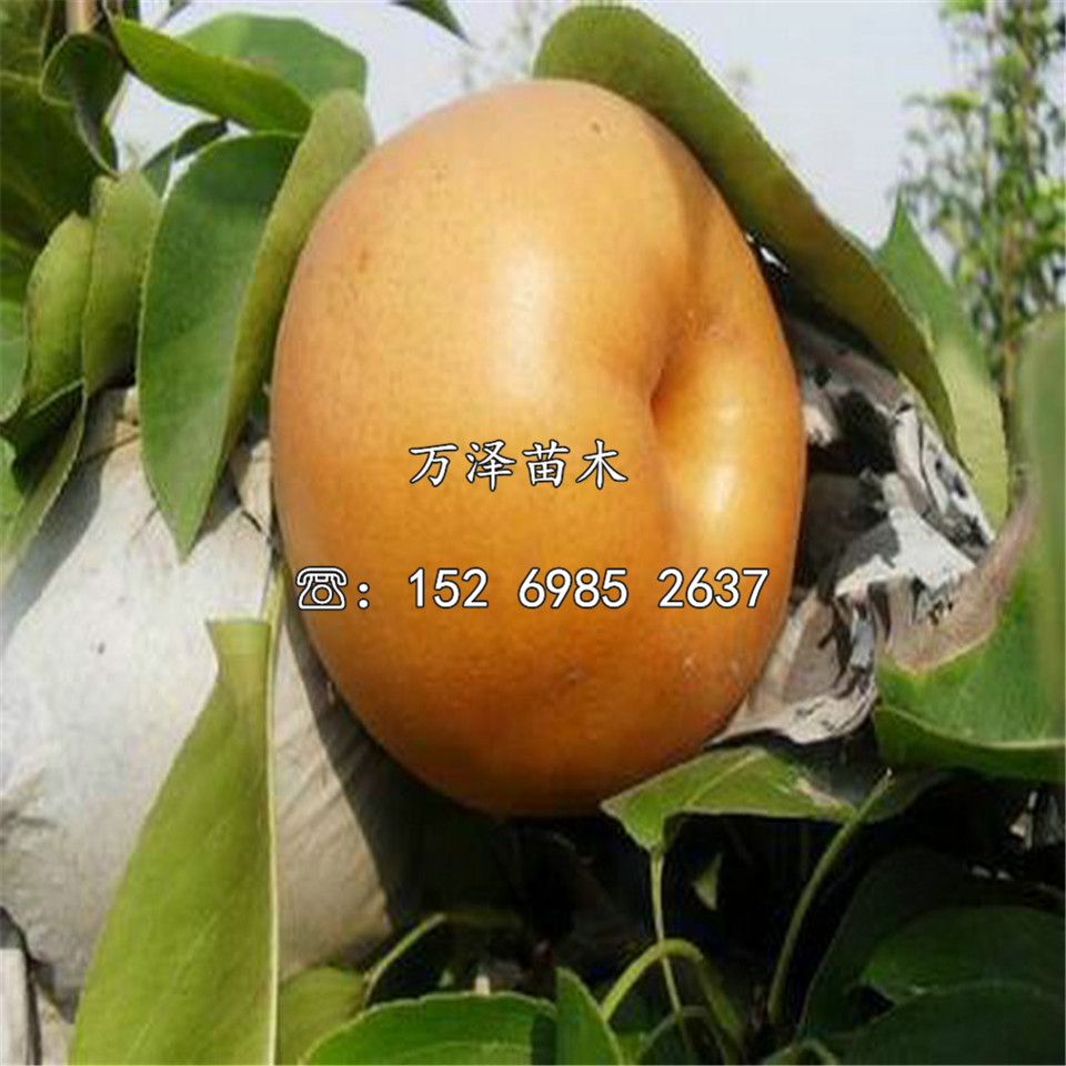 新蘋梨樹苗新品種