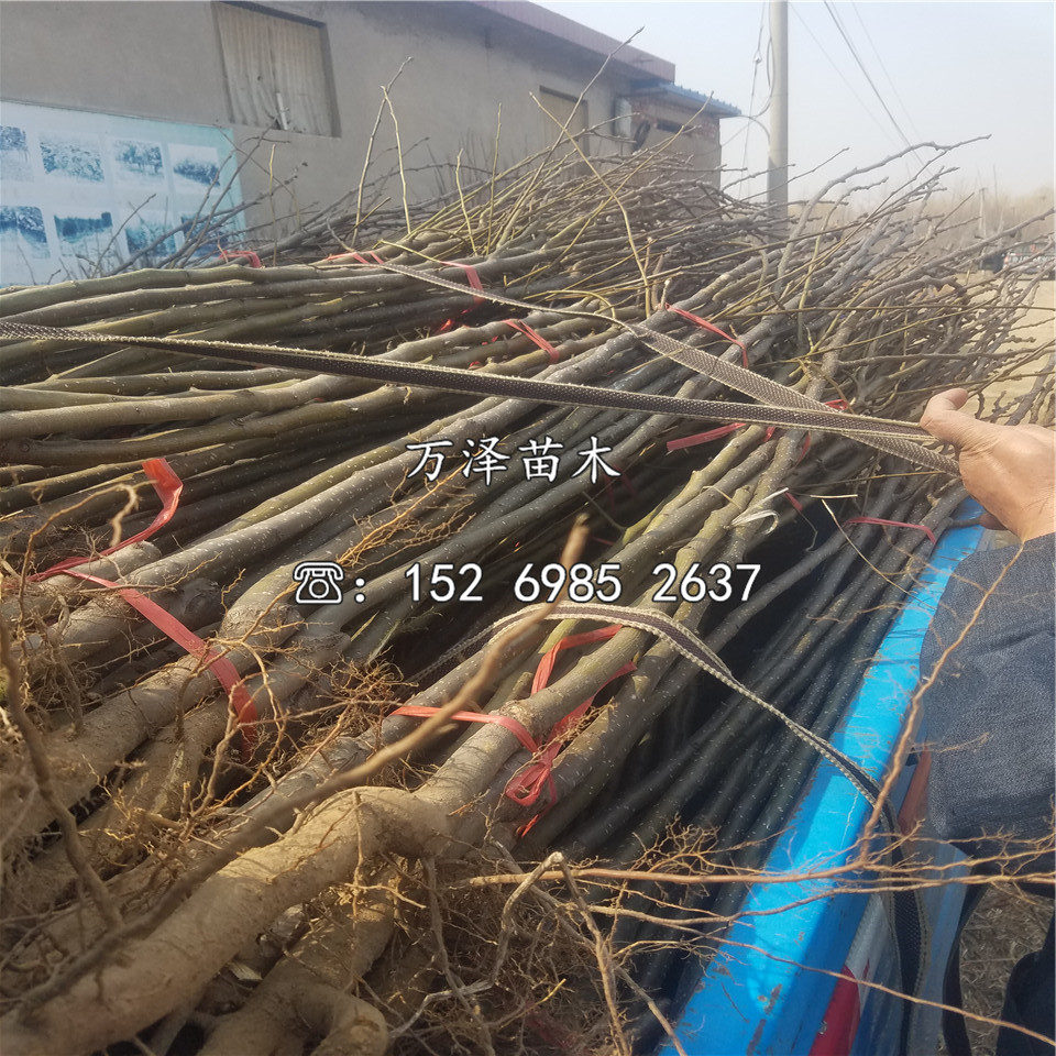 晚香梨樹苗供應(yīng)