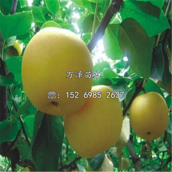 園黃梨樹苗購買價(jià)格