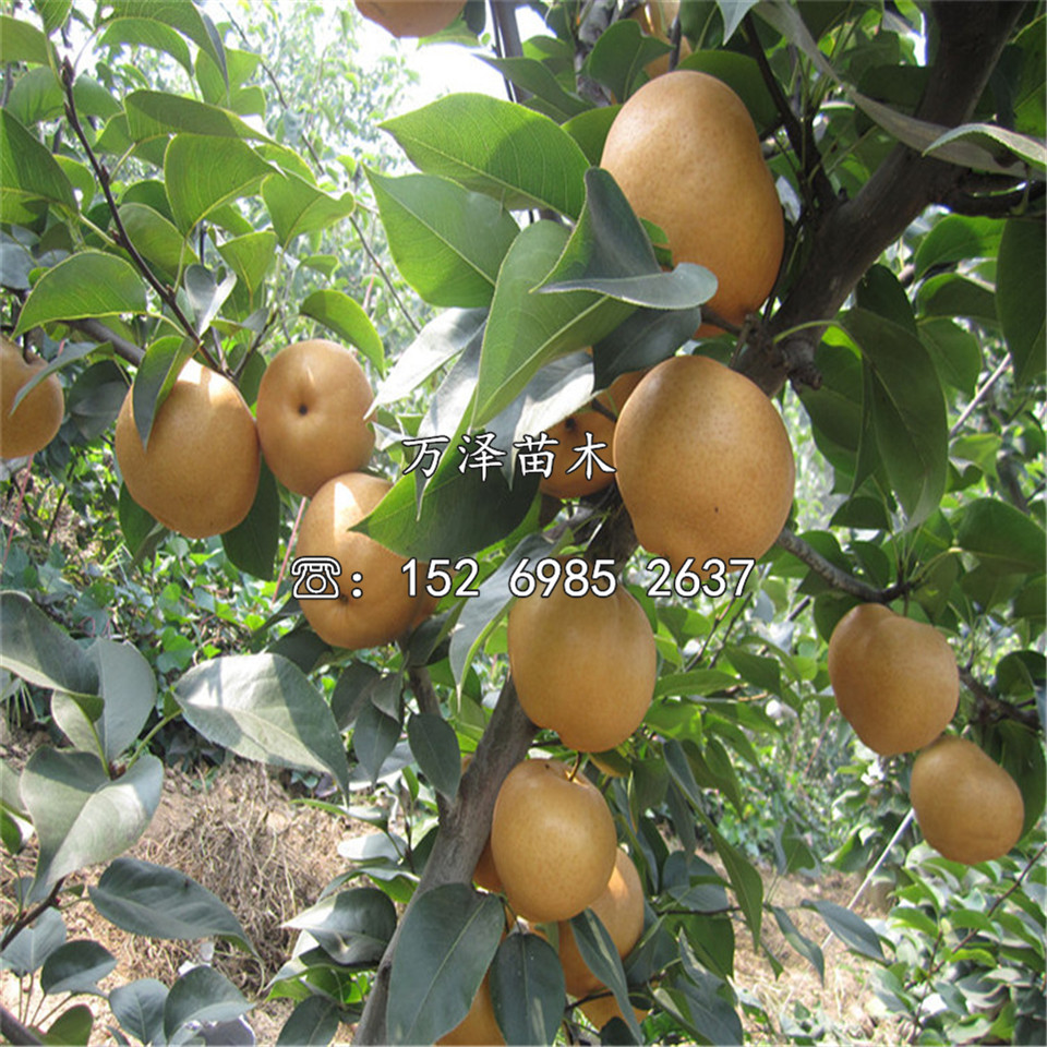 皇冠梨樹(shù)苗、皇冠梨樹(shù)苗批發(fā)價(jià)格
