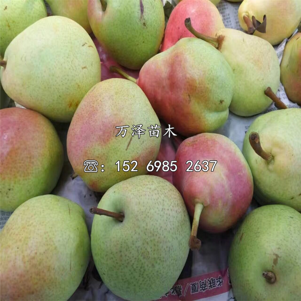 青啤梨樹(shù)苗出售報(bào)價(jià)