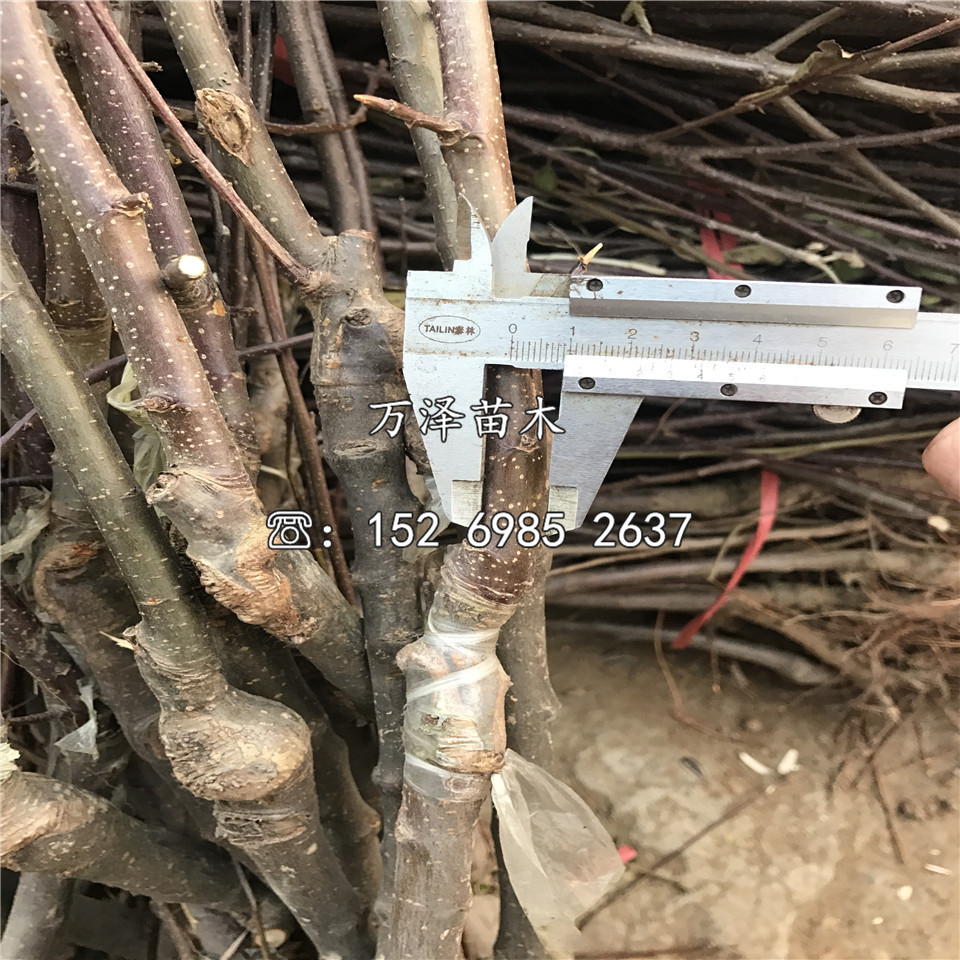 早紅考蜜思梨樹苗產(chǎn)地報價