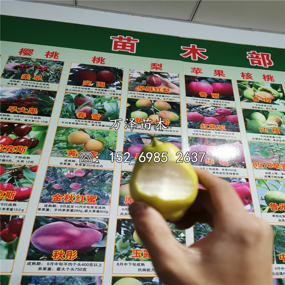 早冠梨樹苗供應(yīng)、早冠梨樹苗供應(yīng)出售