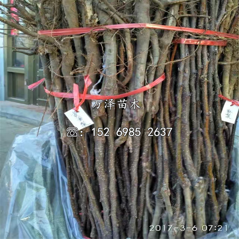 黃花梨樹苗價格及報價
