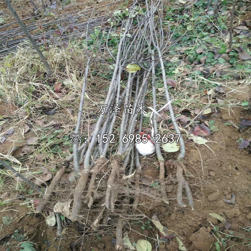 奧世紅梨樹苗批發(fā)價格