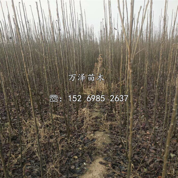 早紅考蜜思梨樹苗產(chǎn)地報價