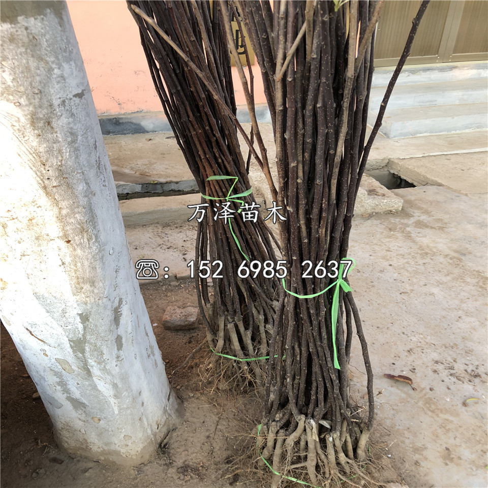 錦豐梨樹苗出售