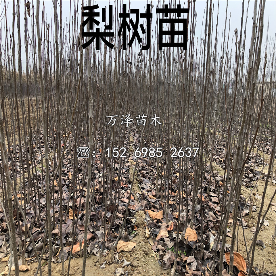 早紅考蜜思梨樹苗價格