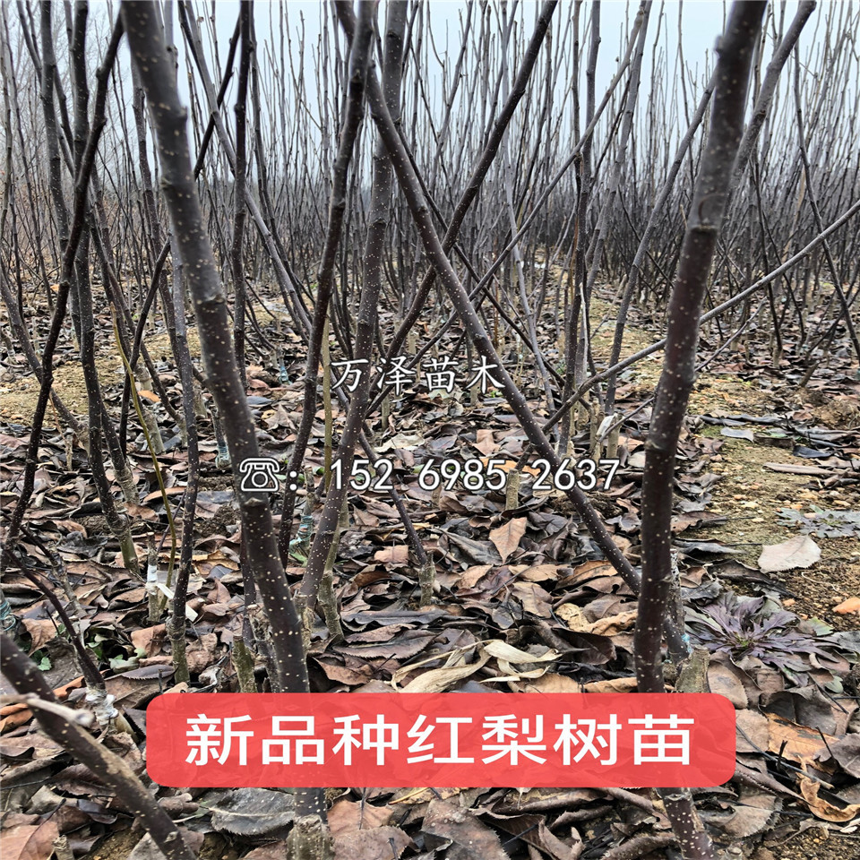 鮮黃梨樹(shù)苗價(jià)格一覽表