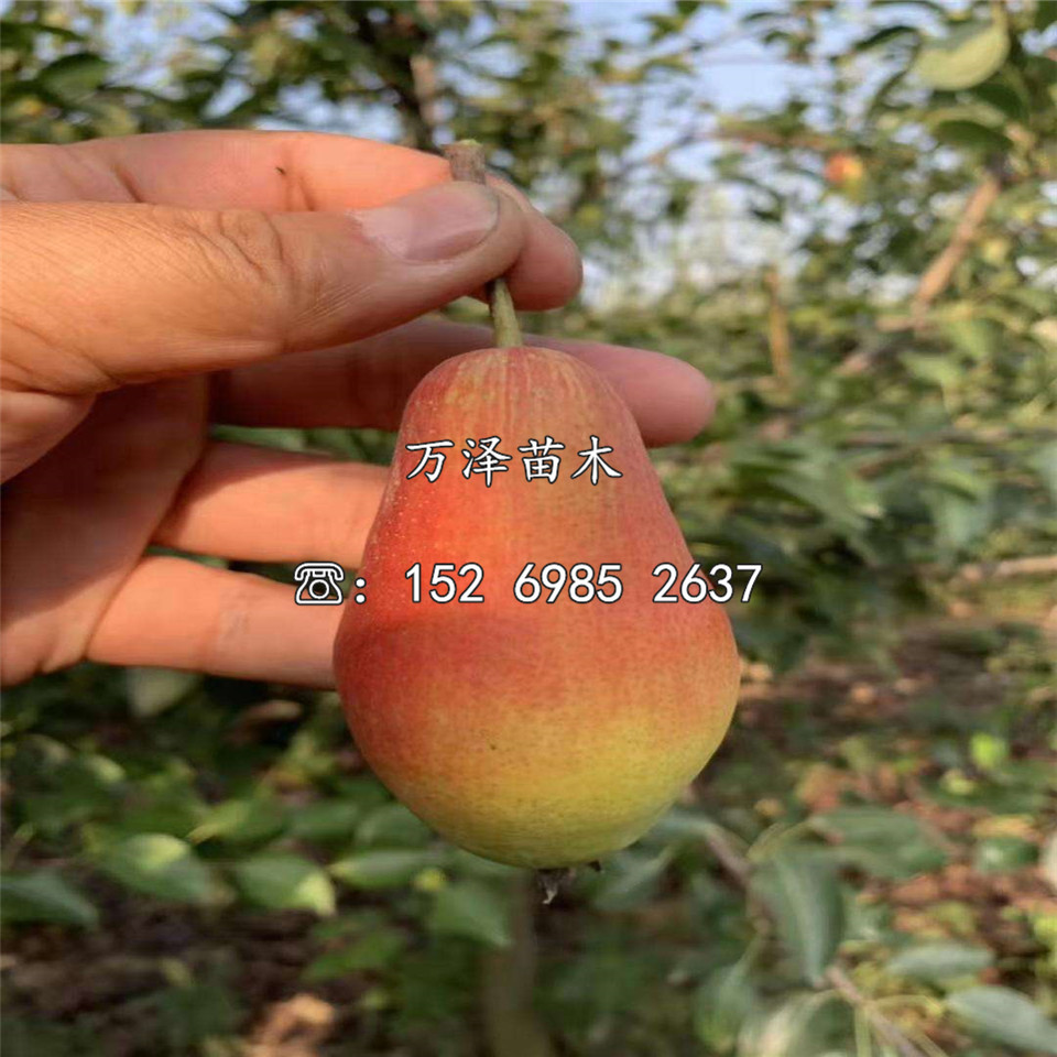 園黃梨樹苗購買價(jià)格
