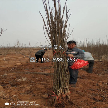 一年早英金梨苗價(jià)格
