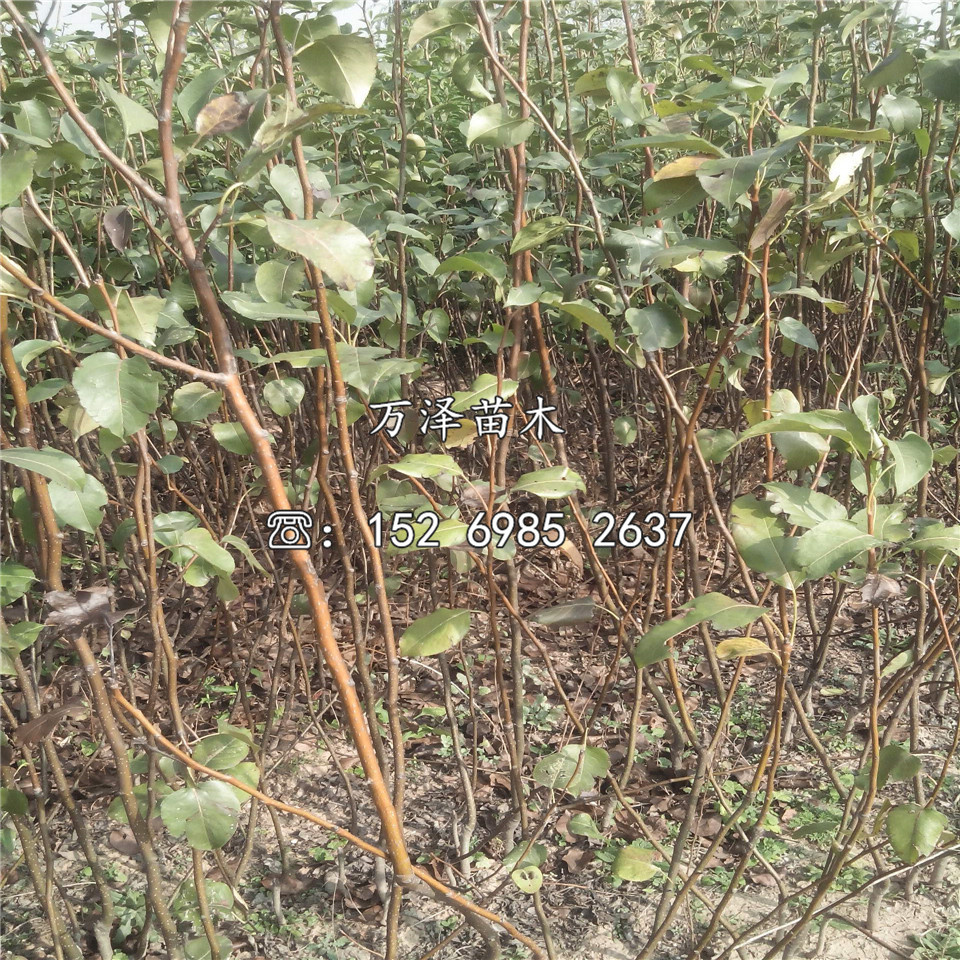 綠寶石梨樹(shù)苗、綠寶石梨樹(shù)苗批發(fā)價(jià)格